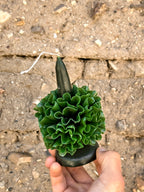 Vela floral de cera de abeja de Teotitlán Verde Oscuro